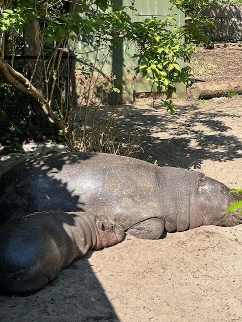 Photo of pygmy hippos, Gloria and Haggis